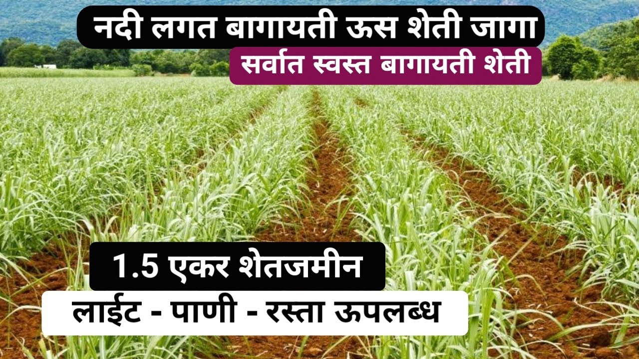 बागायती शेती ! सर्वात स्वस्त बागायती शेतजमीन ! 60 गुंठे शेतजमीन विकणे ! Low Cost Land.