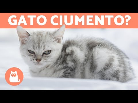 Vídeo: Gatos podem ser ciumentos? Comportamento ciumento em gatos