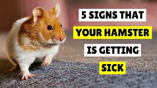 5 SIGNS That Your Hamster Is Getting SICK 🐹😱