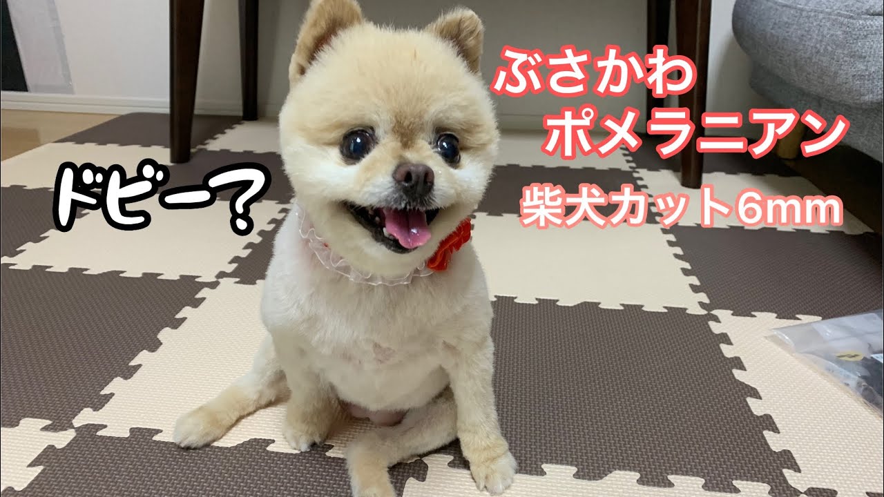 柴犬カットでドビー化するポメラニアンのぽんさん Youtube