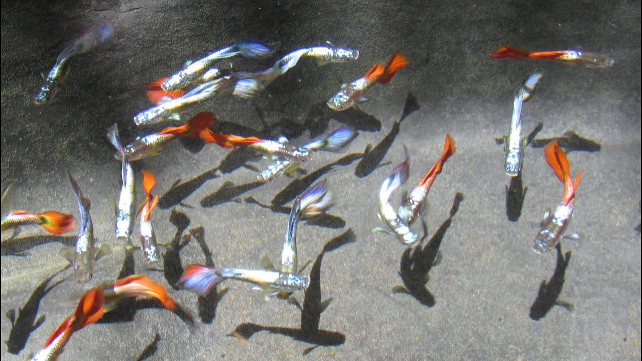 Beautiful Crossbred Guppies in Tub (Neon Blue x Sunset Micariff, F1)