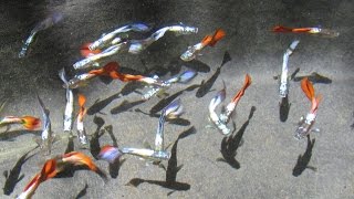 Beautiful Crossbred Guppies in Tub Neon Blue x Sunset Micariff F1
