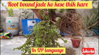 4 saal purane root bound jade ko kese thik kare in UP language || Uttar pradesh language