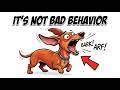6 Things Your Dachshund Has Been Asking You Every Day