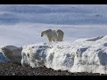 Sophie bourgeon ours polaire et polluants