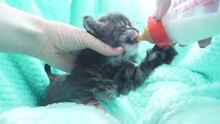 Искусственное вскармливание  котят /  как выкормить новорожденного котенка без кошки