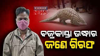 Indian Pangolin Rescued From Odisha's Cuttack, 1 Arrested