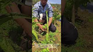 Harvesting Lettuce: Easy Leaf Removal & No Waste 🥬
