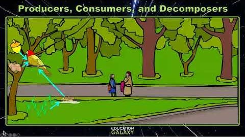 5th Grade - Science - Producers, Consumers and Decomposers - Topic Overview