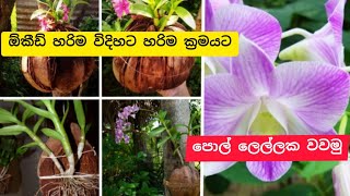 පොල් ලෙල්ලක නිවැරදිව පැල කරමු ඕකෙ පැලයක් ඕකිඩ් පැලයක් /How to make coconut hakes in orkid plants