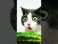 100万年後の猫 |The cat after a million years. Number sign 8. Surprised