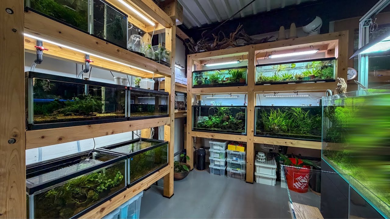 Fish Room Tour June 2026 - What happens when I leave the Fish Room?