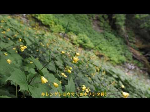 剣山の「天涯の花」キレンゲショウマ