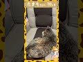 猫じゃらしな気分じゃない？猫さん😊 #shorts