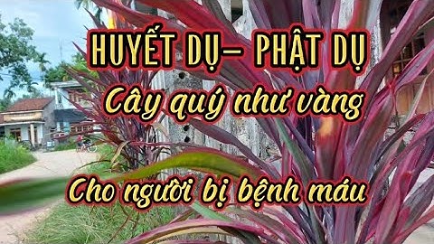 HUYẾT DỤ- PHẬT DỤ Cây quý như vàng cho người bị bệnh về máu