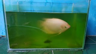 ikan gurame Tanpa filter