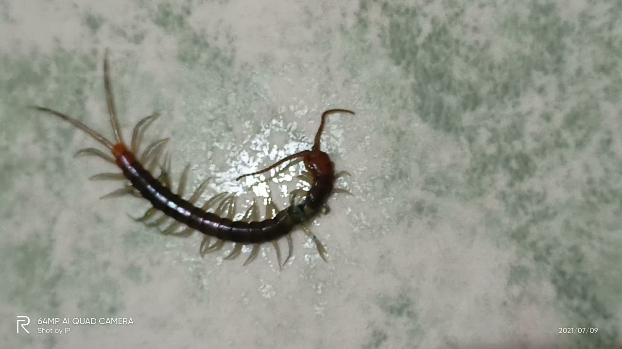 Kelabang sekarat karena lehernya hampir putus tapi masih bisa bergerak