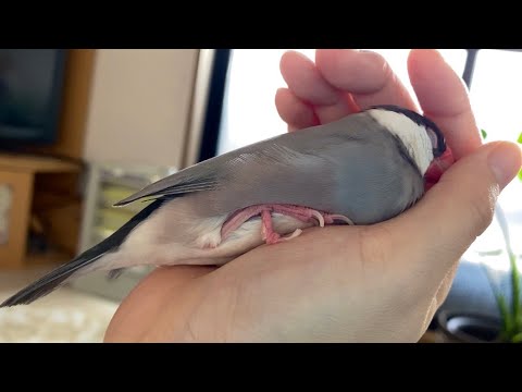 変な体勢でも爆睡できる文鳥  あずき  Java sparrow