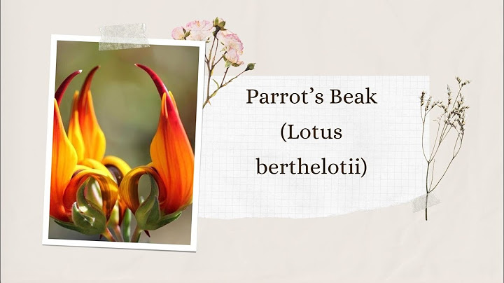 Parrots beak plant for sale