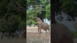 Meeting Boswell the famous Zimbabwean elephant! #manapools