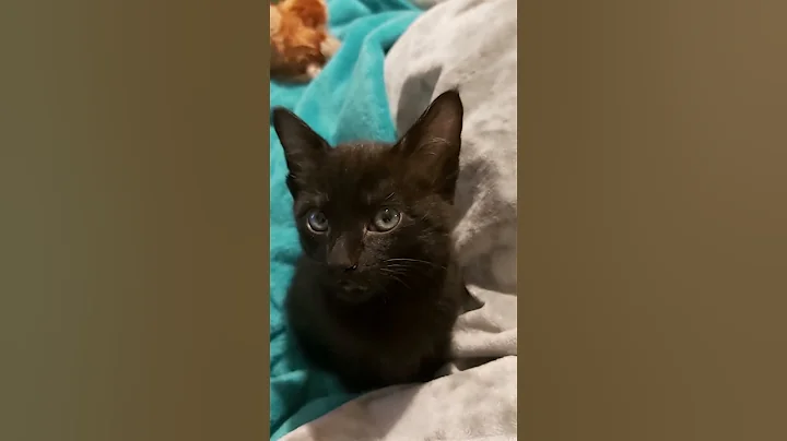 Video 3782501: lovely oriental kittens, oriental black kitten