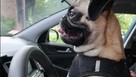 Honda Civic 2018 Hatchback Sport: Top Things I dislike about it