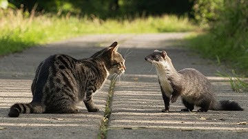 When Animals Messed With The Wrong Opponent !