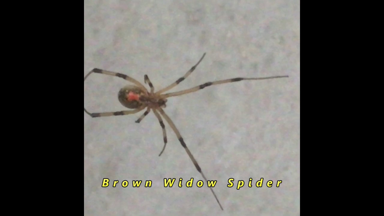 Brown Widow Spiders Panama City Fl Arrow Pest Service Youtube