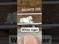 #tiger #whitetiger #animal #youtubeshorts