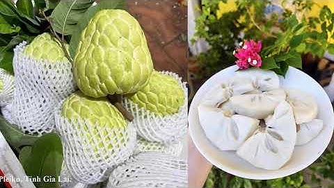 Tận Hưởng Sự Độc Đáo Của Na Thái và Ổi Ruby Ruột Đỏ Tại Gia Lai EcoFarm