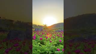 Discover the Marvelous World of Flowers: Beauty Awaits You