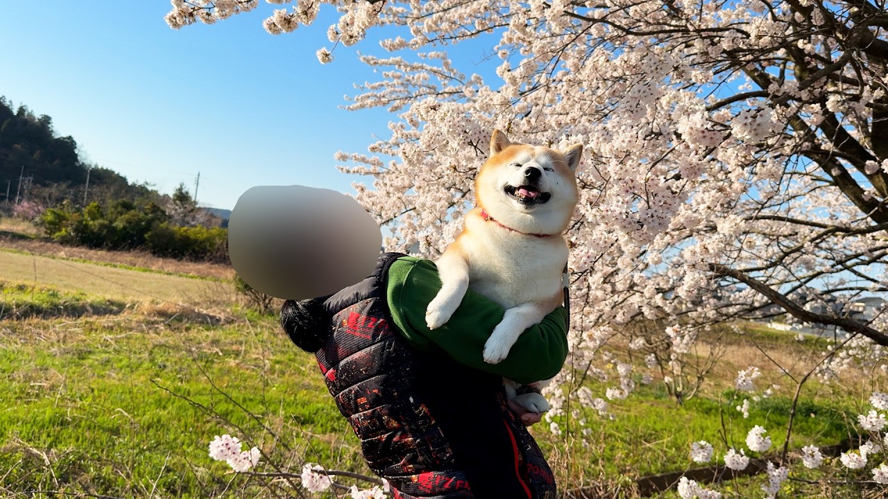 shibaさま＊確認ページです Shibe is being held and enjoying cherry blossom viewing from the