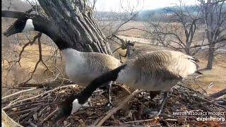 Decorah Eagles-Mom or DM2 Try To Chase Off Intruding Goose