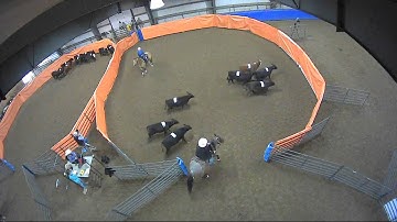 Big Sky Ranch Sorting Saddle Series #2 - #10 H/C - Round #1 - Ride #22