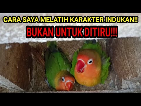 MELATIH INDUKAN LOVEBIRD SUPAYA TIDAK SENSITIF 