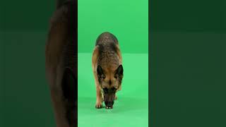 German Shepherd Green Screen Effect