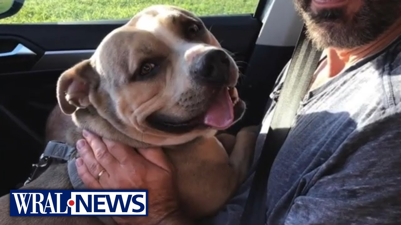 Dog dies in fire after saving girl from flames