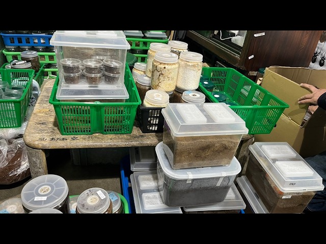 色々羽化したものの掘り出しとヤエヤママルバネ投入など - YouTube