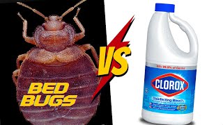 Does Bleach REALLY work for Bed Bugs?  [COMPLETE Tutorial]