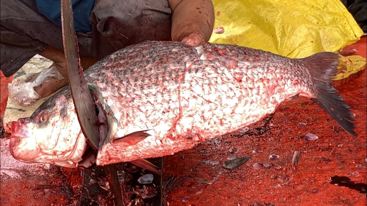 I never seen ll amazing big Katla fish cutting live skills by expert fish cutter 