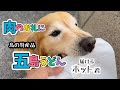 高級肉のお返しに島の特産品【五島うどん】を届けるホット君