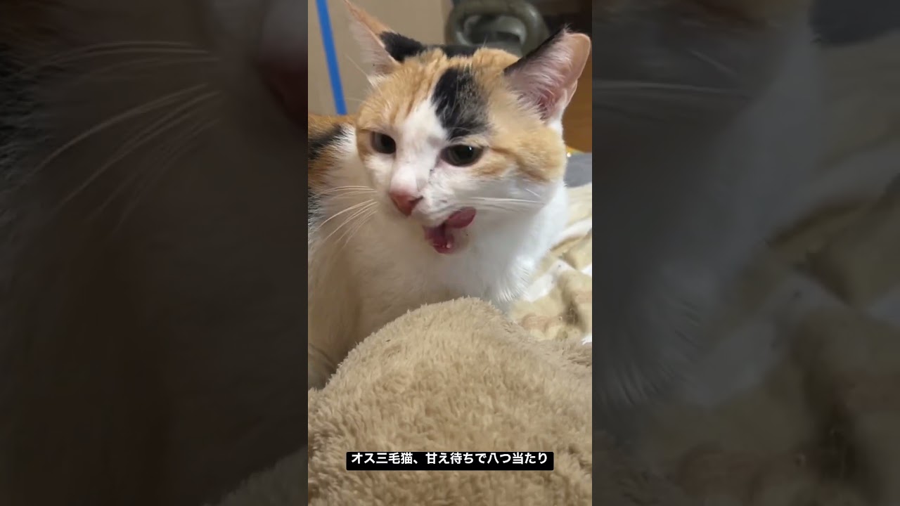 食べちゃう(三毛猫) maxresdefault.jpg