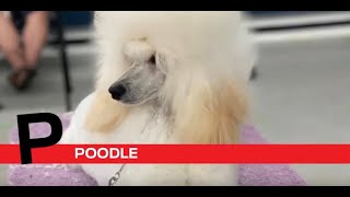 P is for Poodle by Purina Farms 687 views 3 years ago 2 minutes, 5 seconds