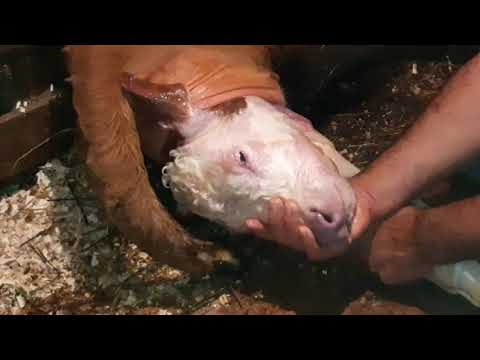 Video: Cum Merge Sarcina La Animale?