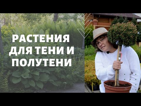 Растения для тени и полутени. Тенистый сад