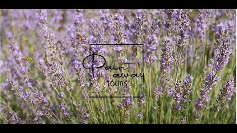 Painting workshop - Lavender Season in the South of France