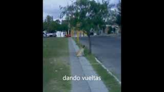 "Chilly winds".. Un perro , una metafora y una cancion screenshot 5