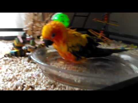How to bathe a Sun Conure How to bathe a Sun Conure
