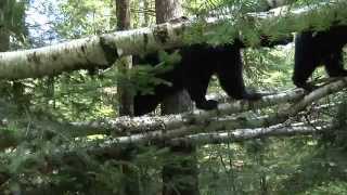 September 15, 2009 - June plays with her cubs