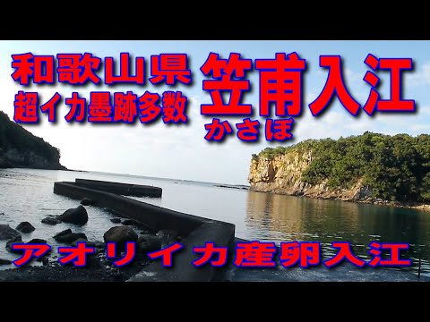 #129和歌山県笠甫かさぼ入江アオリイカ産卵入江超イカ墨跡多数森と海と入江が素敵な道雄大な海と豊かな自然何度も来たい入江ファミリー家族連の磯遊びに良人気アオリイカ釣りポイントイカヤエンが良いきれいな海